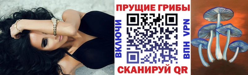 Псилоцибиновые грибы Cubensis  Дальнегорск 